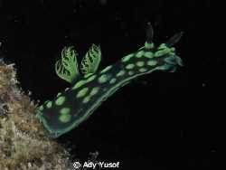 Nembrotha Cristata, by Ady Yusof 